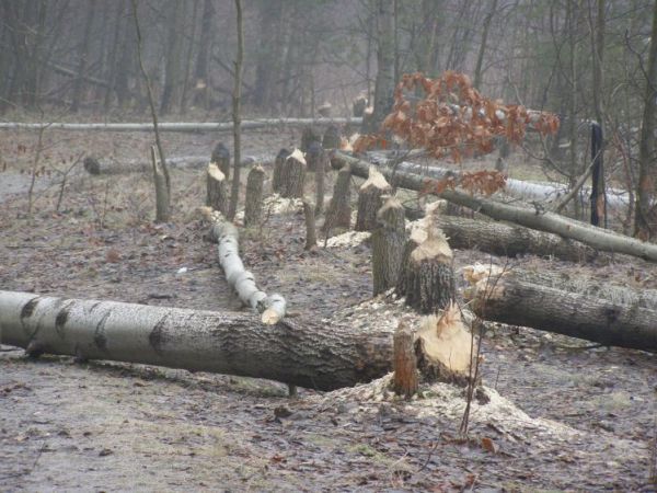 Jakiś idiota postanowił inrodukować bobry w Zalesiu