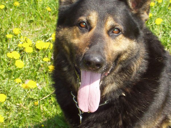 Brytan na łące pełnej kwiatów