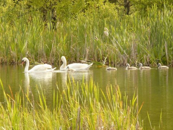 Jezioro Ciepłe,u podnóża Kalwarii Wielewskiej