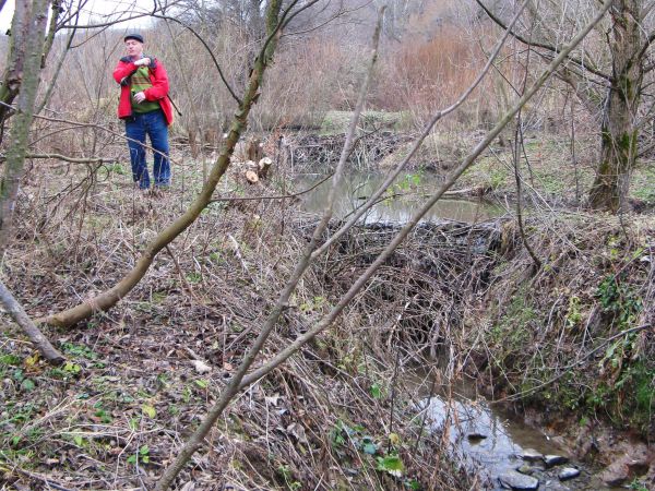 no widzicie, jakie zalewy potworzyły ! - jakie tamy pobudowały ! - one tu panami ! Przy temacie : duże, czasami sięgające 200m długości i  2-3m wysokości tamy b