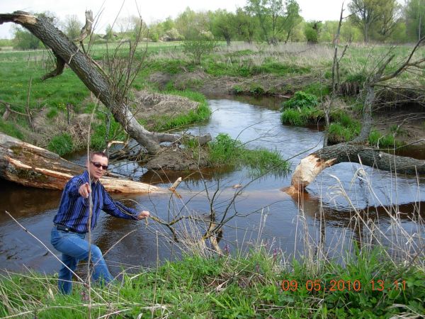 Działania bobrów na rzece Młyńska Struga