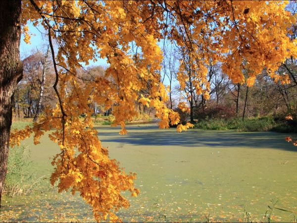 Park w Medyce − pochodzący z drugiej połowy XVI wieku (z reliktami z XIV i XVI wieku).