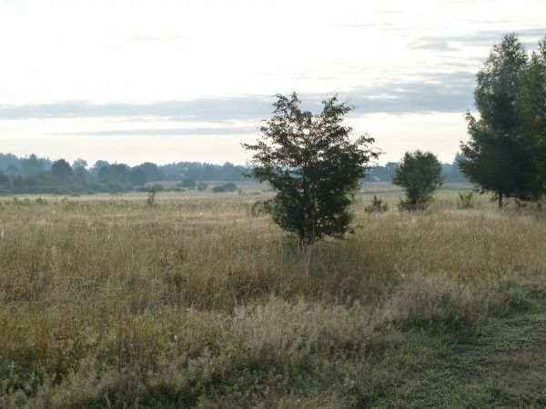 białowieskie łąki