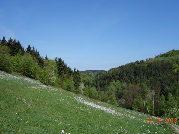 Kijowa  Góra z prawej. W głębi Kopytówka (Nad Przełęczą Sanguszki) Z lewej stoki Chodnikowskiej Góry.