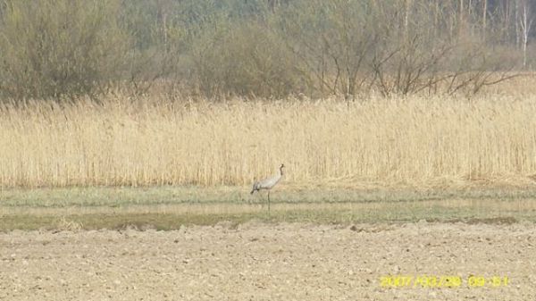 Żuraw nad jeziorem Witosław - gm. Osieczna
