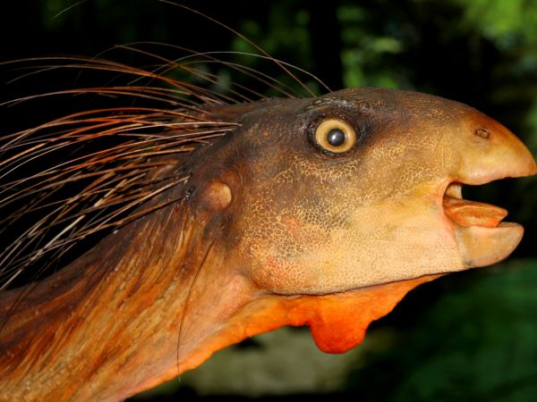 zdjecie Starachowice