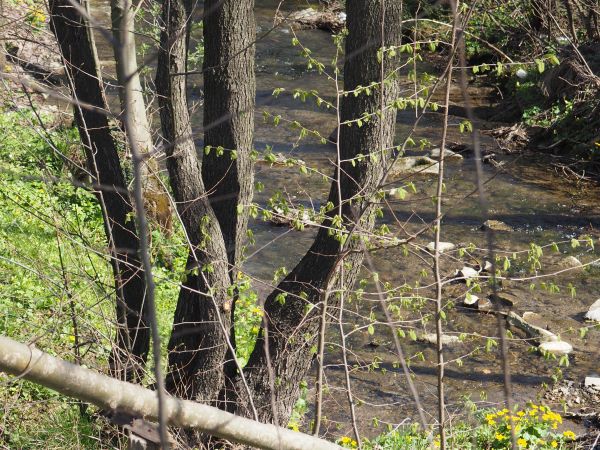 Kąpacha - tak niegdyś ten potok nazywano, dzisiaj zwie się Flora. Na żyznych brzegowych siedliskach współtworzy się drzewostan łęgu co dodaje uroku i podnosi st
