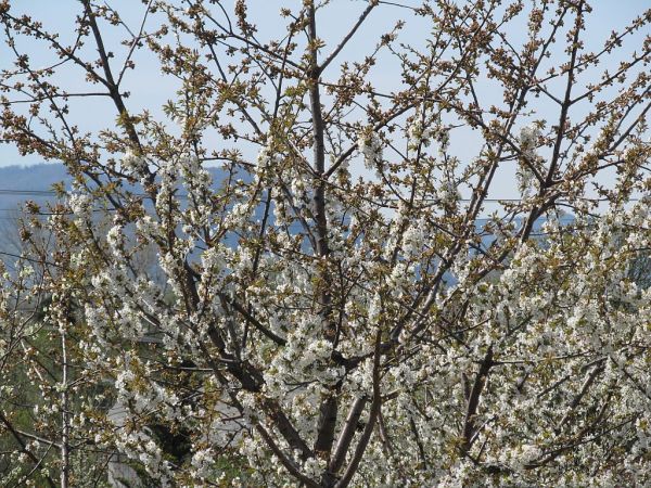 zdjecie Pietrzykowice