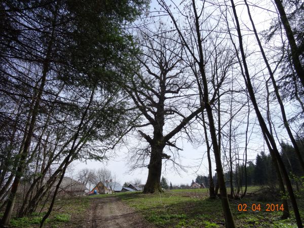 knieję kostryńską będziemy opuszczać, jeszcze przed pomnikiem przyrody czapki uchylimy i do m. Glinne wchodzić będziemy /jest galeria - zapraszam/ a tam też pom