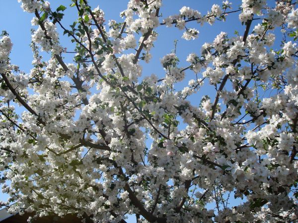 zdjecie Mały Bukowiec