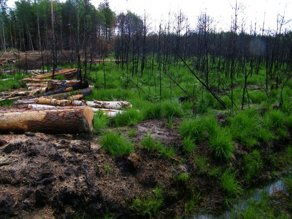 wraca powoli życie po pożarze Bielawa Dolna lub puszcza Zgorzelecko Osiecznicka