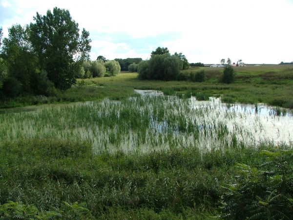 Tu było jeziorko o pow.5-7ha (?).Pływały tu latach 50-tych,węgorze,liny,szczupaku i okonie..jak konie,pływała też młodzież (k.młyna było betonowe dno).