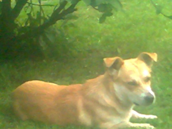 Skubi ,piesek Anity.