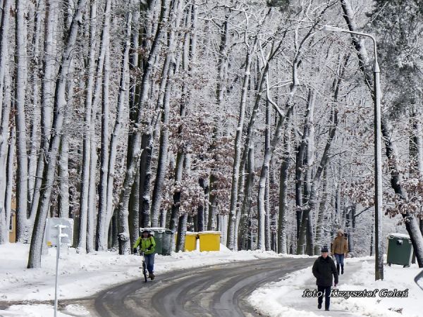 Poniatowa, ul. 11 listopada w zimowej, śnieżnej krasie - foto. Krzysztof Goleń