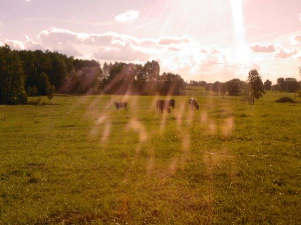 zdjecie Tybory-Trzcianka