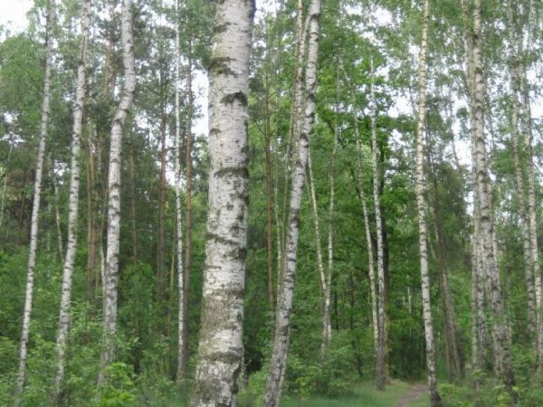 Ścieżka do rzeki Miazgi.