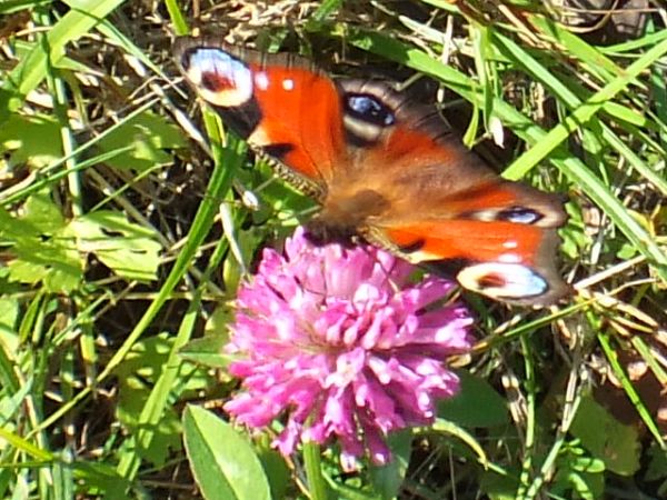 ogród w Leśnym Siedlisku