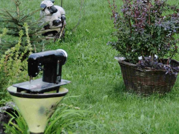 PIES PILNUJE ARTYSTYCZNEGO OGRODU