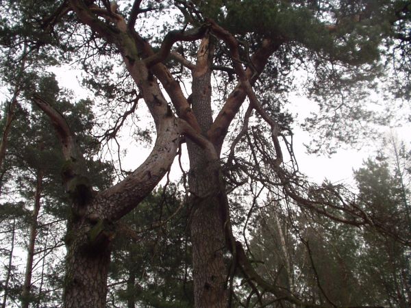 Drzewa też lubię się tulić do siebie.