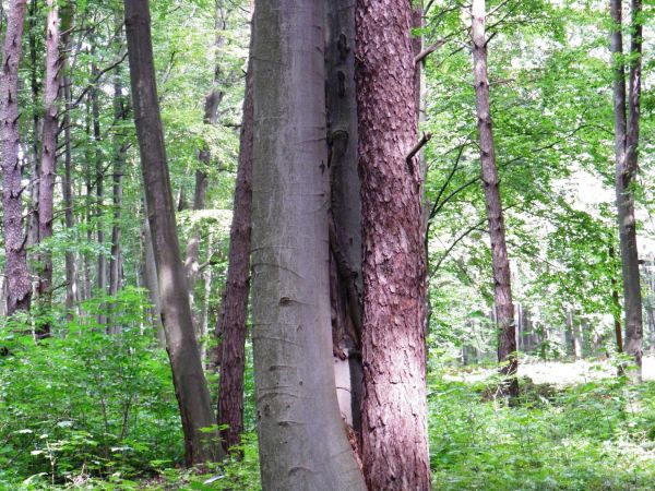 Ciekawostka przyrodnicza na cmentarzu wojennym - zrośnięte ze soba pniami buk i sosna.