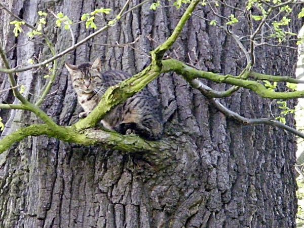 kot na starym drzewie prawem chroniony  szkoda że nie ma kto je chronić i dbać