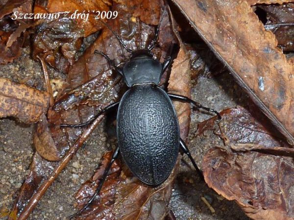 zdjecie Szczawno-Zdrój