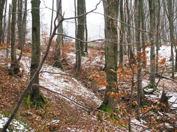 pięknie - wprost poetycko, no bo i "wędrujące buki" i mech od północy i skubalnia - to po prawej resztki pnia co służą ptakom drapieżnym do pozbycia się piór cz