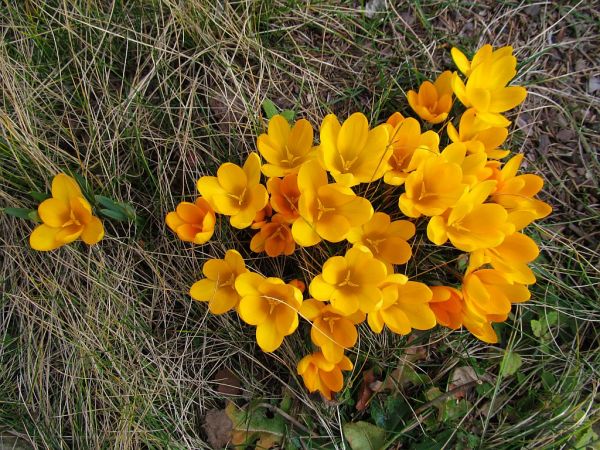 zdjecie Pietrzykowice