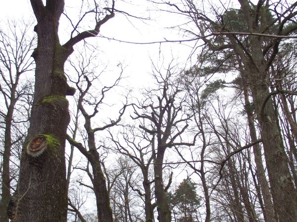 tu : na Ziemi Sanockiej - z tym dworskim parkiem "konkurować może" jedynie park zamkowy w Lesku - to warto podkreślić ! - są tu pomnikowe : 17 dębów o obwodzie