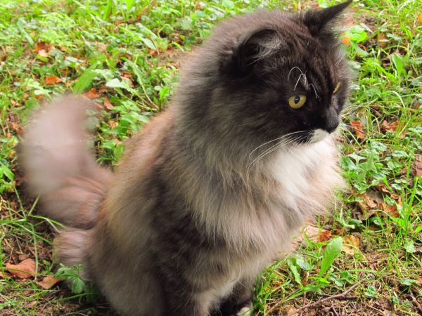 Kot Filip przy placu zabaw