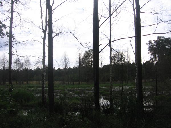 Moczary w Borach Stobrawskich