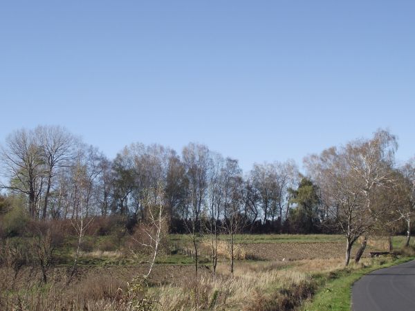 z drogi do Bartoszowa : widok w kierunku na cmentarz wojenny żołnierzy - jeńców radzieckich - więcej w temacie w opisach innych zdjęć.