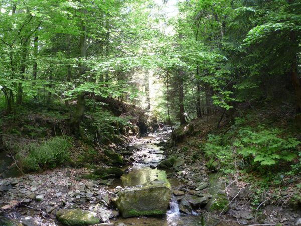 Harbutowice. Potok Gościbia. Rezerwat .