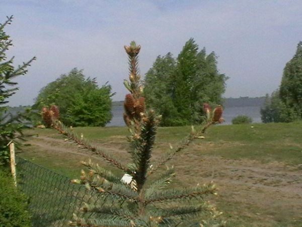 Droga dojazdowa do plaży biegnaca przy mojej działce.
