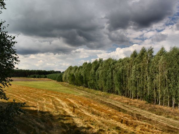 Jesienne chmury znów pędzi wiatr.