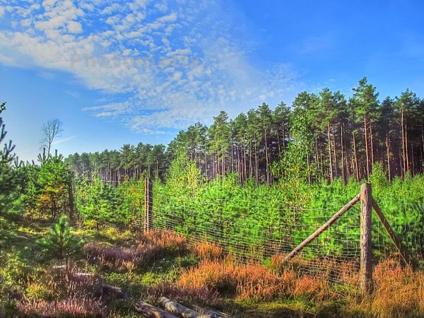 Szkółka leśna przy Szarmachach