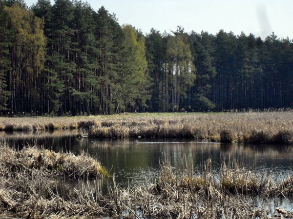 Kurze Błota