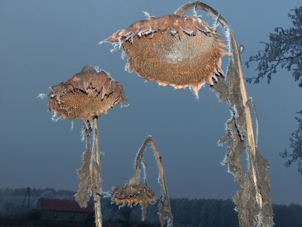 Zielomyśl słoneczniki zimą