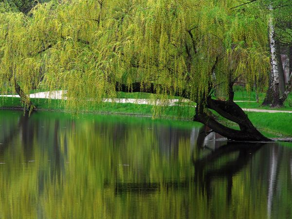 Żmigród - zespół pałacowo - parkowy
