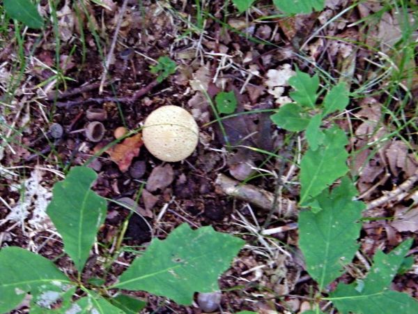 to chyba grzyb purchawka nie myślałem że można ją jeść