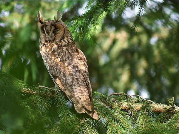 Sowa uszata - Nowosiółki - Fauna