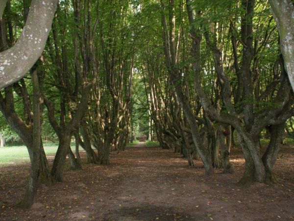 Aleja w parku. Siemczyno - wrzesień 2011