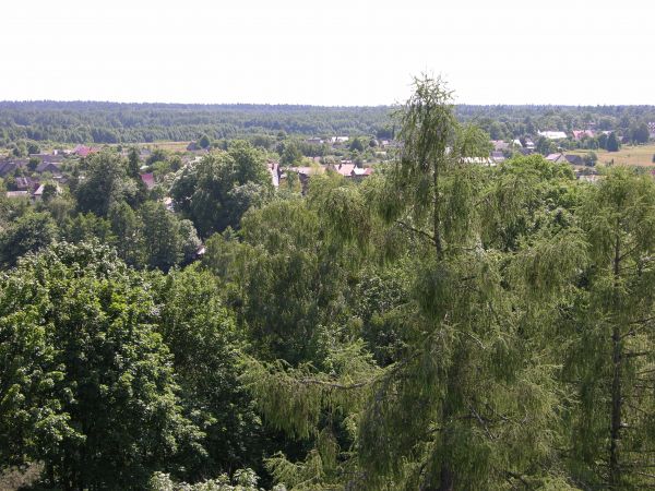 zdjecie Białowieża