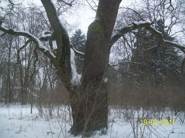 Kilkusetletnie Dęby w dawnym PARKU DZIEDZICA.