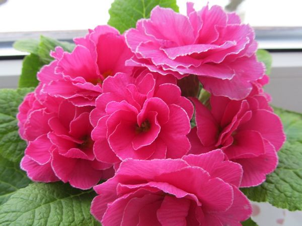 zdjecie Pietrzykowice