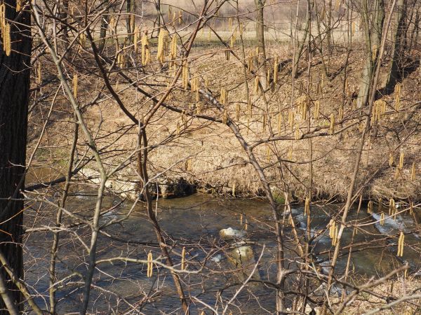 często mamy do czynienia z tendencją do regulowania potoków i rzek - Pielnica wielokrotnie, zwłaszcza na wiosnę po obfitych zimowych opadach śniegu  pokazała sw
