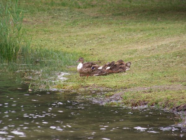 Kacza rodzinka nad brzegiem jeziora