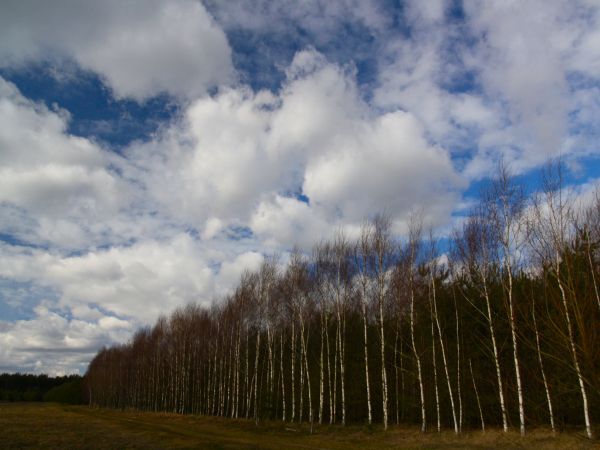 zdjecie Tyniewicze Duże