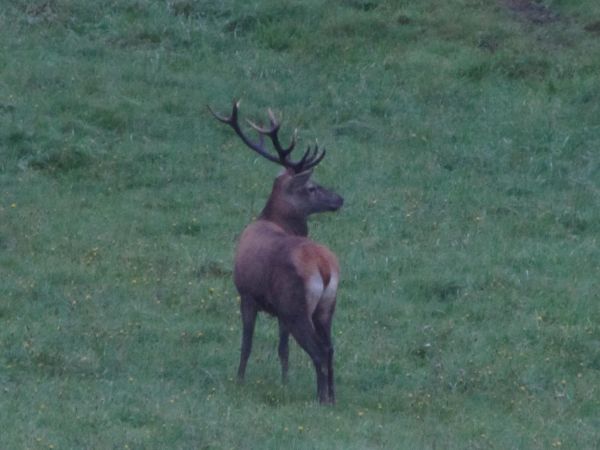 Król międzybrodzkich lasów