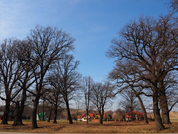 wieniec sędziwych, pomnikowych drzew - niegdyś dwór otaczał, cieniem obdarzał, ostoję ptactwa stanowił, ochronę przed śnieżnymi zamieciami i mocą wichrów - dwor